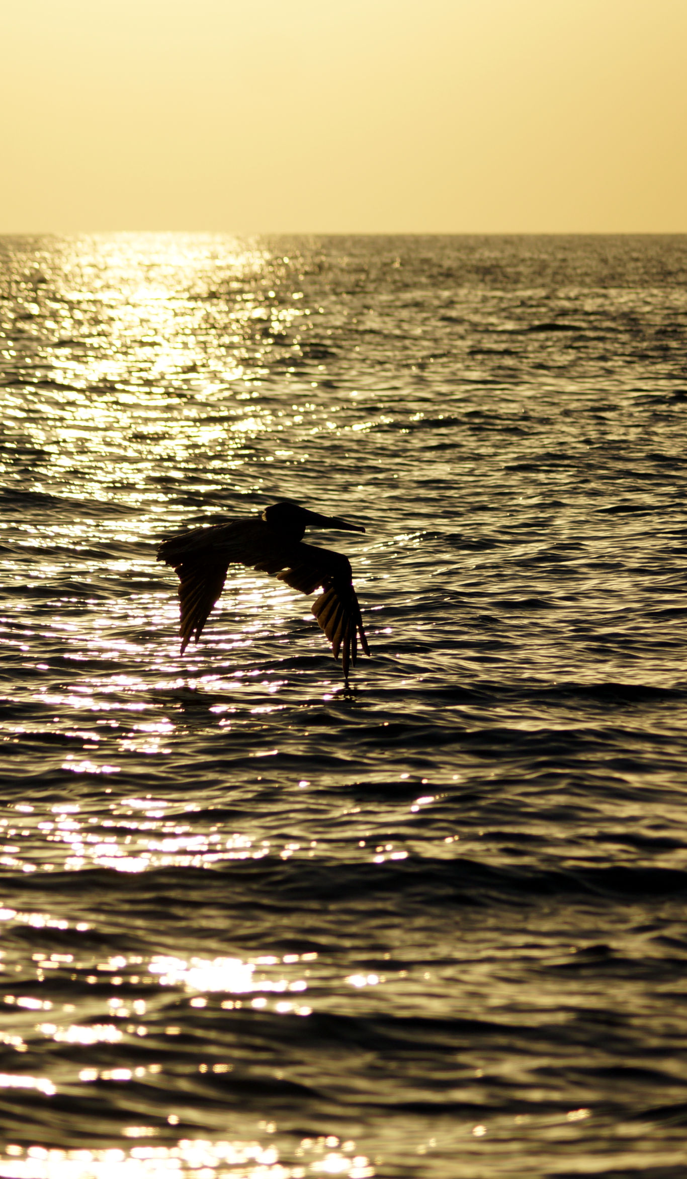 Pelican